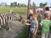 Dwóch chłopców dokarmia zebrę